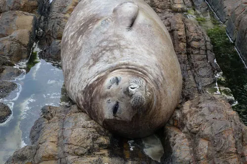 Southern Elephant Seal