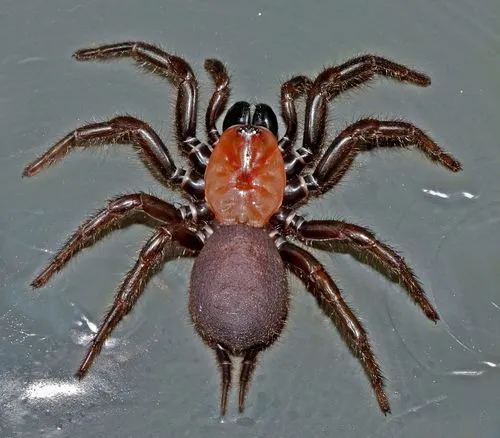 Black Tunnelweb Spider