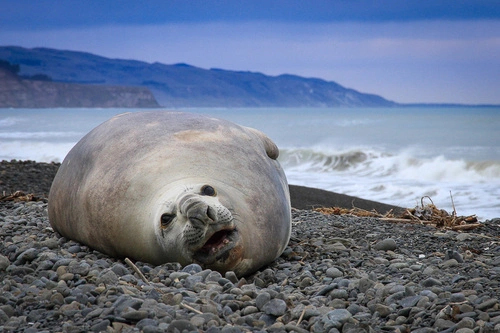 Southern Elephant Seal