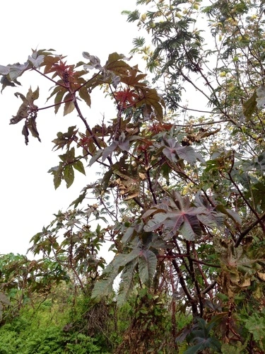 Castor Oil Plant