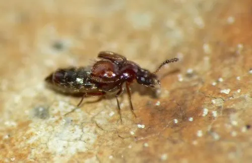 Rove Beetle (Genus Oligota)