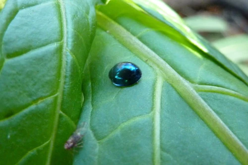 Steelblue ladybird, Halmus chalybeus