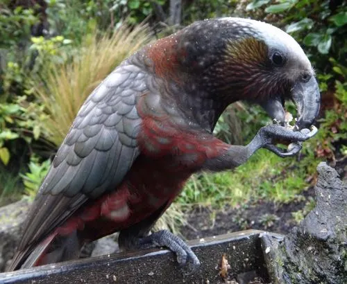 South Island Kaka