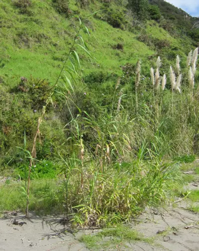 giant reed