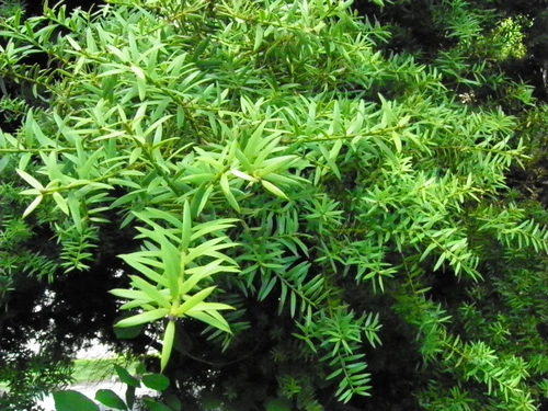 Totara (Podocarpus totara)
