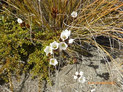 Gentianella bellidifolia