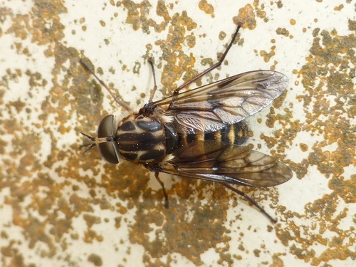 Horse Fly (Family Tabanidae)