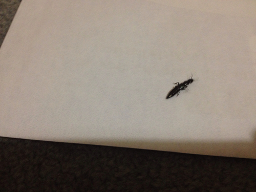 Metallic Green Rove Beetle (Genus Thyreocephalus)