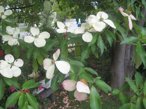 Dogwood (Genus Cornus)