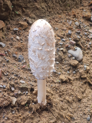 Shaggy Mane
