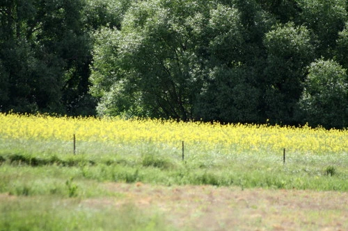 Canola (Brassica napus)