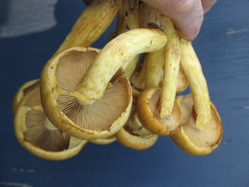 Laughing Jim (Gymnopilus junonius)