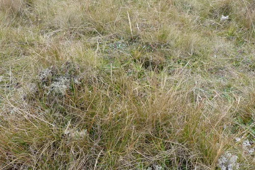 Mountain Oat Grass