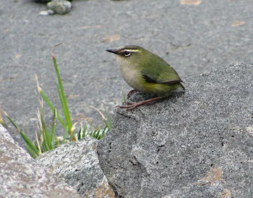 New Zealand Rock Wren