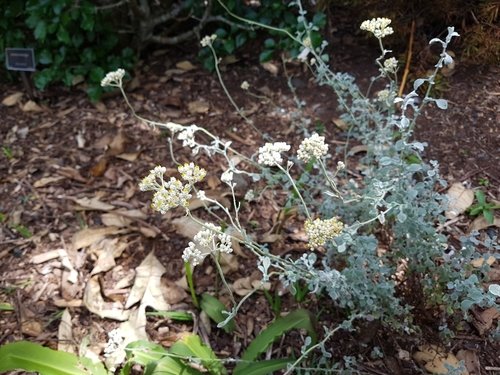 helichrysum patulum