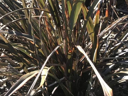 Phormium 'Platts Black'