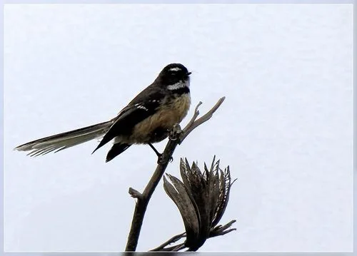 South Island Fantail