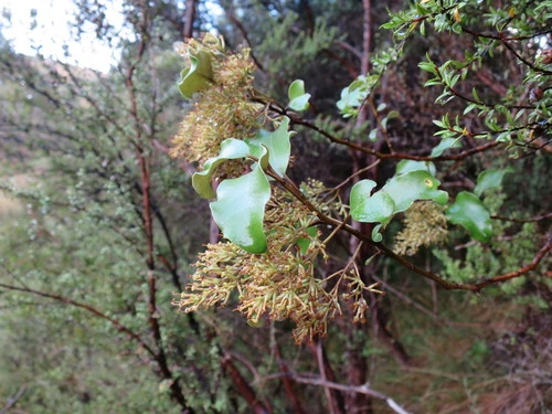Olearia paniculata