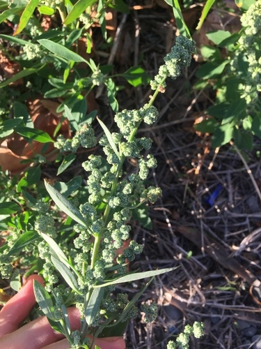 common lamb's-quarters