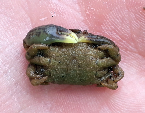 Big Hand Crab