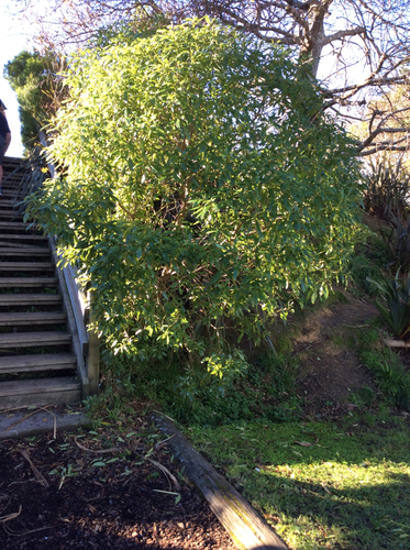 Ngaio tree