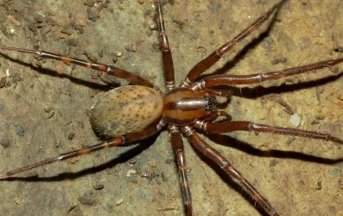 Sheetweb Spiders