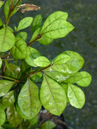 Lophomyrtus × ralphii