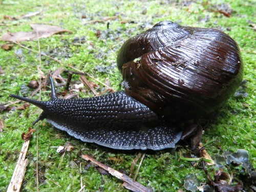 Powelliphanta annectens