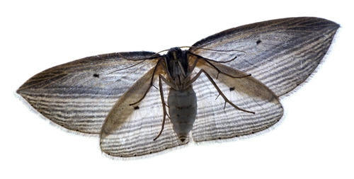 Cabbage Tree Moth (Epiphryne verriculata)