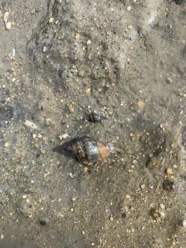 Mud Whelk
