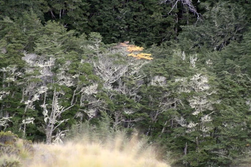 Southern Beech (Genus Nothofagus)