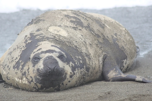 Southern Elephant Seal