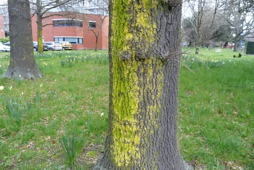 Goldspeck Lichens