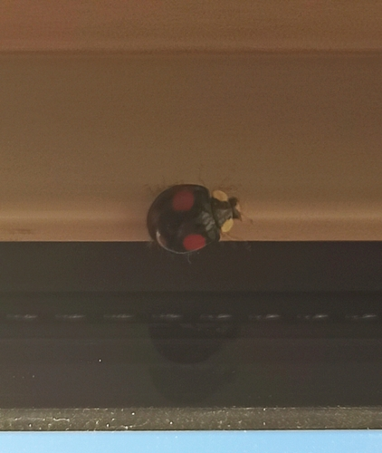Asian Lady Beetle