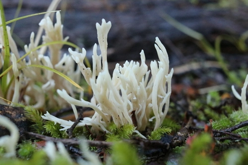 Clavaria