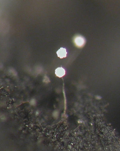 Echinostelium minutum