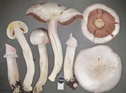 Agaricus californicus