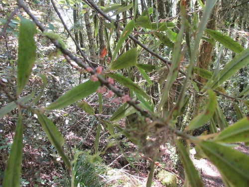 myrsine salicina