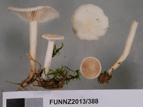 Fool's Funnel