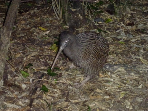 Okarito Brown Kiwi