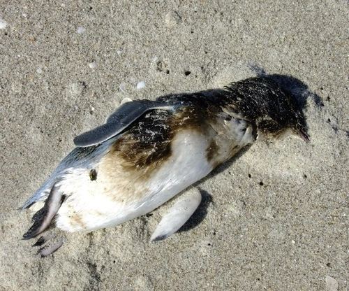 Little Penguin