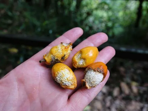 Corynocarpus laevigatus