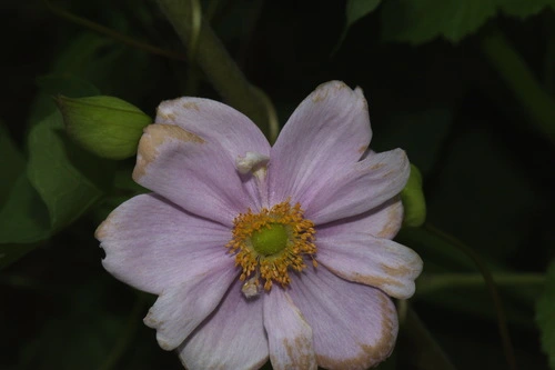 Hubei Anemone