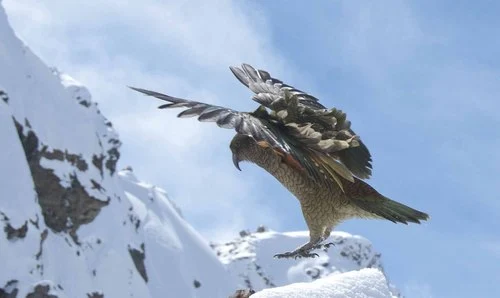 Kea