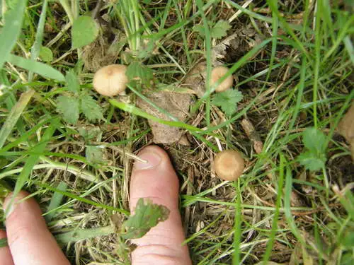 gilled mushrooms