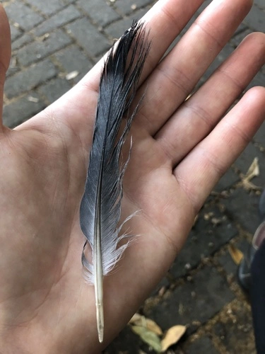 Feral Pigeon