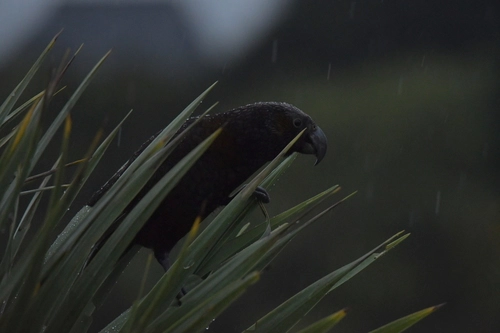 North Island Kaka