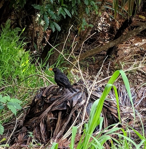 Eurasian Blackbird