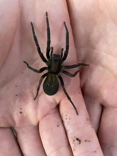 Vagrant Spiders