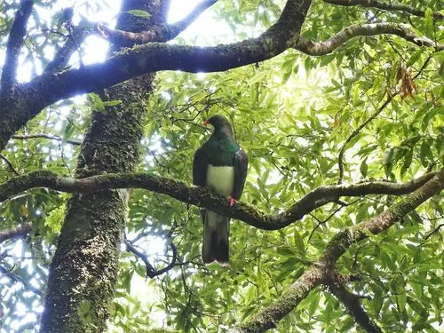New Zealand Pigeon